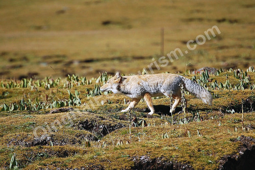 Tibetan fox.jpg