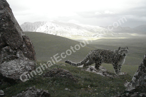 Snow leopard 4.jpg